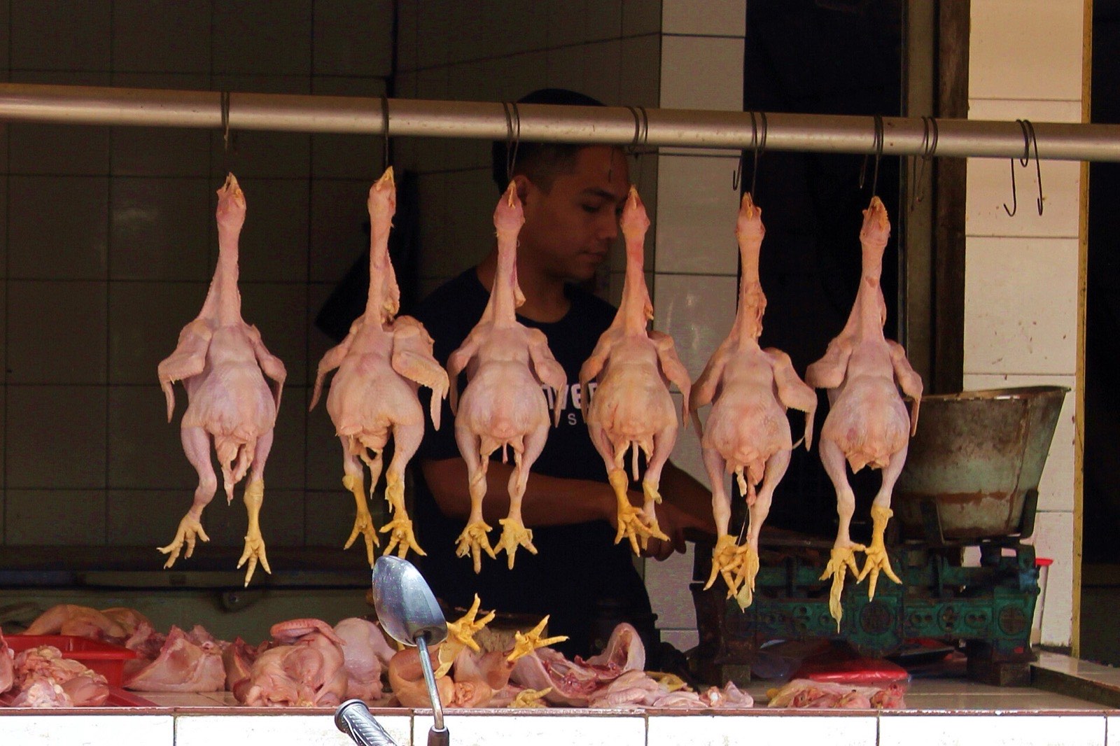 Ayam broiler segar digantung di lapak ayam potong, dengan timbangan di sampingnya
